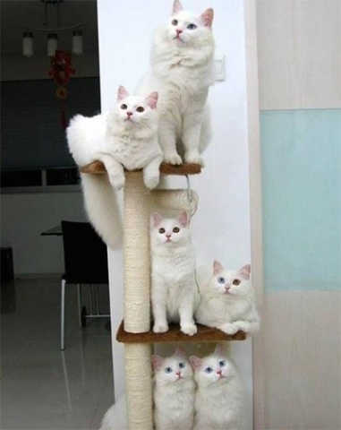 冬天的猫猫最喜欢玩什么游戏?你猜.