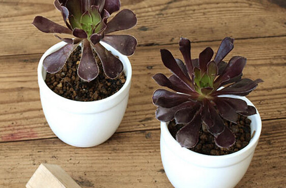 多肉植物的浇水方法