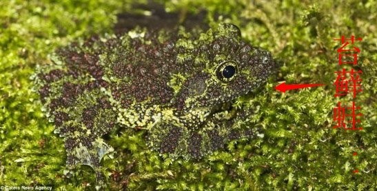 4、越南苔藓蛙 　　苔藓蛙，学名“Theloderma corticale”，是树蛙科家族的一名成员。最先在越南发现后被公布于世，所以也称为越南苔藓蛙，但中越交界的中方地区也可能生活着这种怪蛙。亚热带或热带潮湿的低地森林、间歇性淡水沼泽以及多岩地区是苔藓蛙的天然栖息地。