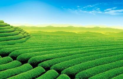 抗辐射,降血脂,抗衰老,日照绿茶的11大功效