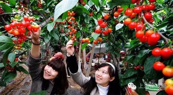 樱桃、枇杷、杨梅都熟了!上海及周边最全采摘