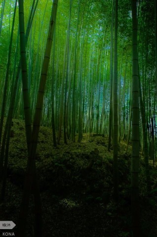 轻风的意思是什么 66db93541c6581f9b6088cddf3c832c2_318_480.jpg