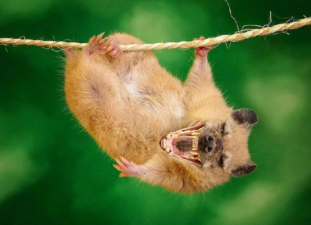 狒狒动物图 67674a55df3a78cc72093c3a39459555_800_579.jpg