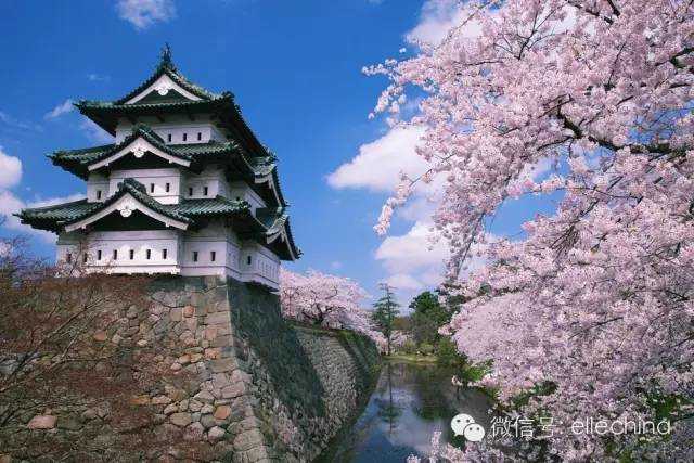 约在花见的季节,古迹+樱花邂逅最美的日本