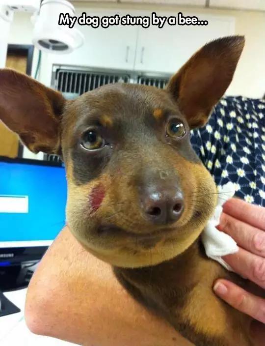 被蜜蜂蜇这种蠢事,怎能少了二哈?