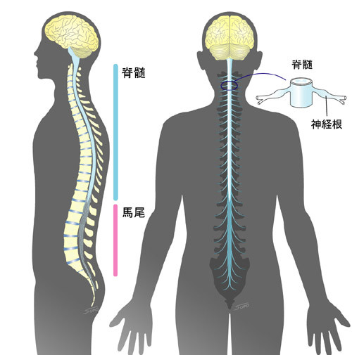 脊髓·图片大集锦