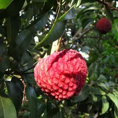 3个小时超万人参与团购 火山村荔枝为什么这么