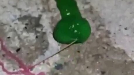 台湾男子曝不明生物视频引全世界关注_新浪悦