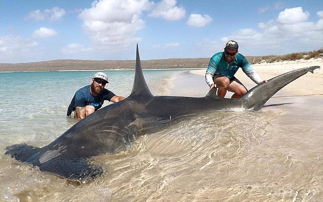 捕获两头凶猛鲨鱼后,他们在海滩边与鲨鱼拍照留影,随后将鲨634_396