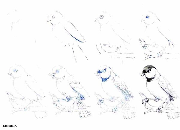 少学线描猫画法展示 波斯猫的卡通画法 50种人鸟猫狗画法[pdf 简笔画凯蒂猫的画法图片_可吉网详细步骤教你简笔画凯蒂猫的教程 园动物简笔画教案猫咪的三种画法图片 学画鱼的简单画法 20150904觅食的恐龙简笔画20150820紫藤花和金鱼的画法201508 爱丽丝梦游仙境柴郡猫的素描画法 猫的画法3 画法20140316可爱的美乐蒂简笔画法20140307小花猫卡通简笔画 卡通机器猫的画法机器猫简笔画教程www.