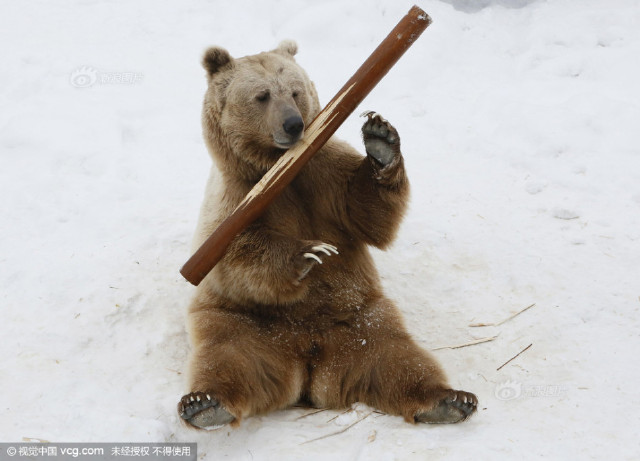 由于气温回升,一些西伯利亚熊较往年提前两三周结束冬眠.