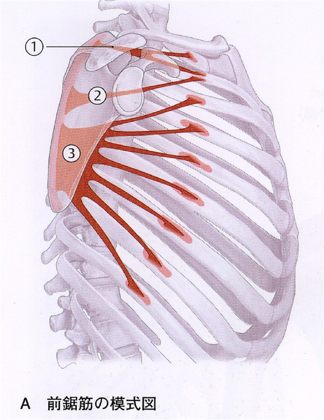 前锯肌·图片大集锦