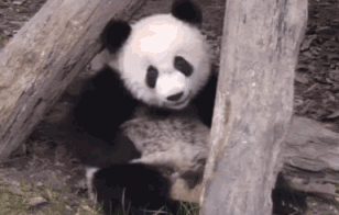 你只羡慕我是国宝 却不懂我臃肿的烦恼