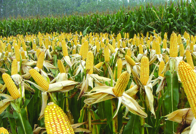 国外有哪些大学名字野鸡实际上却是不错的学校