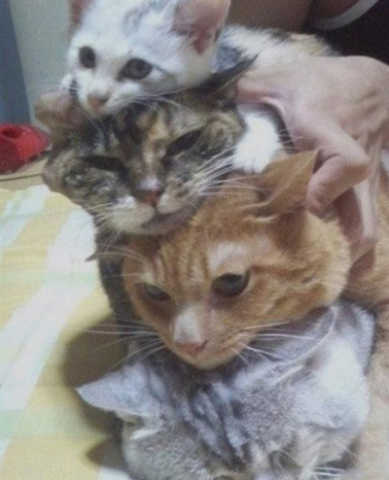 冬天的猫猫最喜欢玩什么游戏?你猜.