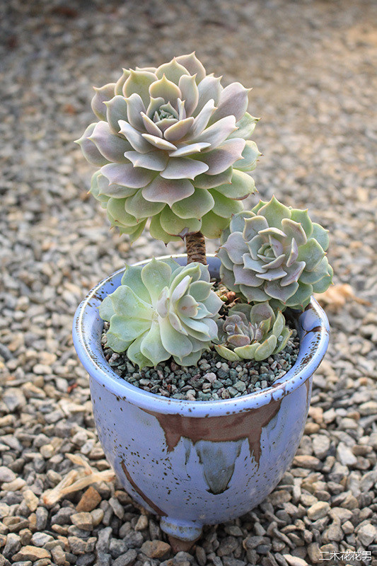 多肉医院-修根、翻盆