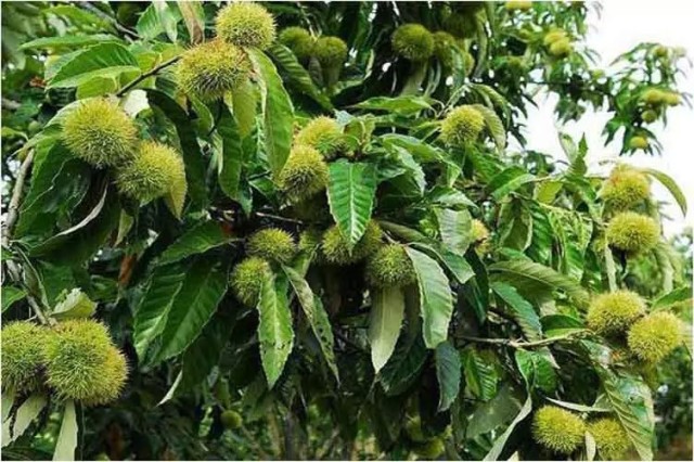 知道芝麻、菠萝.这些东西是怎么长出来的吗?让