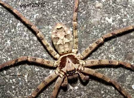 逼疯博物君,还差一只白额高脚蛛的距离-果壳网-科技资讯