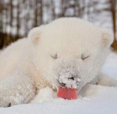 第一次见到雪的动物们,是怎样的心情?