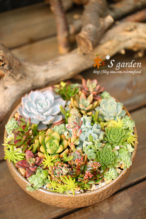 肉毒来袭,多肉植物拼盘!