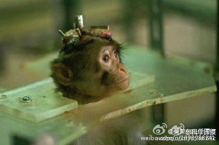 中国科学家计划今夏实施 猴子换头手术 _新浪悦