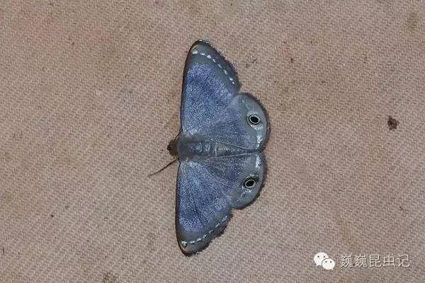 飞蛾扑火是什么蛾 98ae9823f2cc2f725fe6ebb8fa3e0a93_600_400.jpg