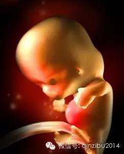 超齐全的胎儿每周发育3D图 你想不想看?_新浪