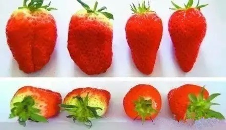 如何辨识打了激素的<em>草莓.-女人</em>化妆-女性资讯