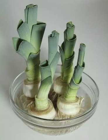 种草指南 | 这些漂亮又好养的植物,瞬间提升居家