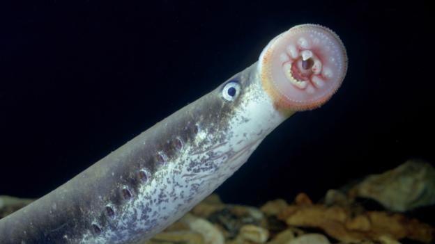 图为泼氏七鳃鳗(学名:lampetra planeri)的幼鱼.