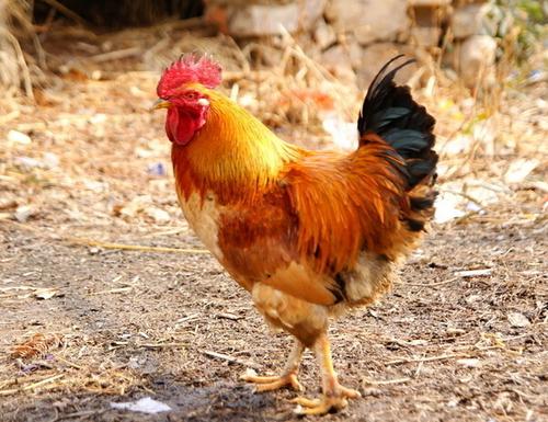 公鸡中的战斗鸡!半米长草原雕到果园偷鸡反被