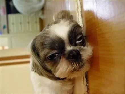 早上没睡醒，表情是这样的萌友们举爪~_新浪悦读_手机新浪网