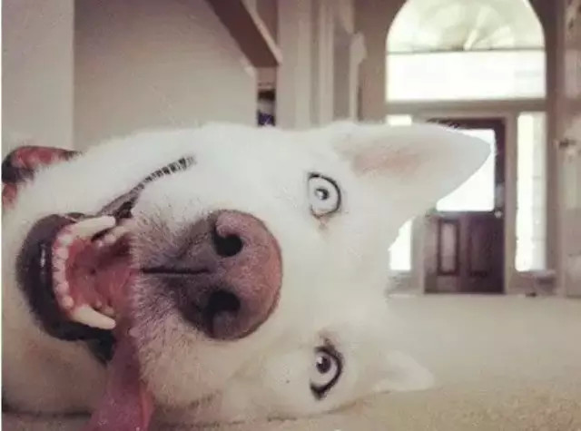 快被哈士奇气死了,狗也会发微信