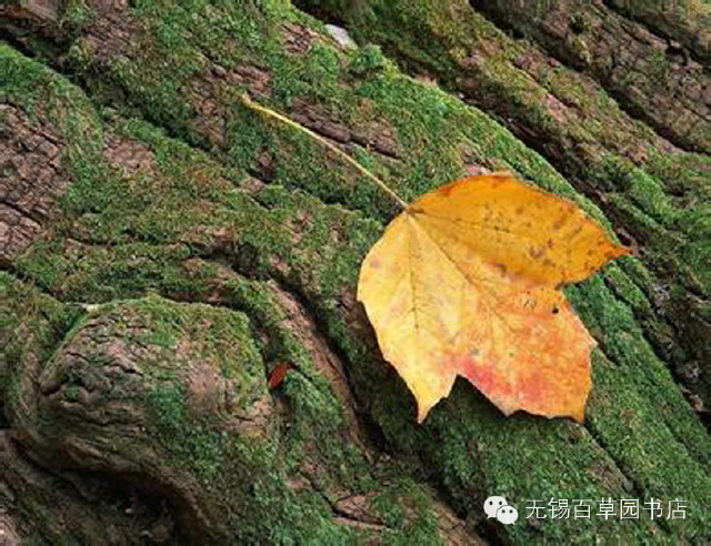 最后一片落叶,是你