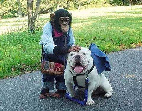 斗牛犬詹姆斯和猩猩小庞:万物有灵,有些友谊超