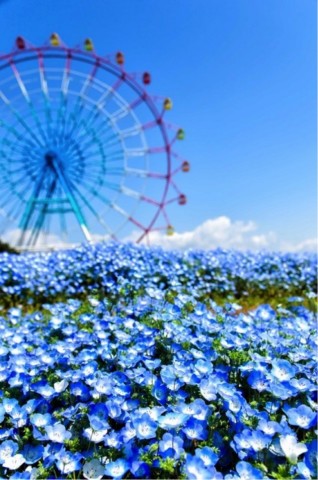日本不只有樱花,游魅力蓝色东京 | 先生酷游