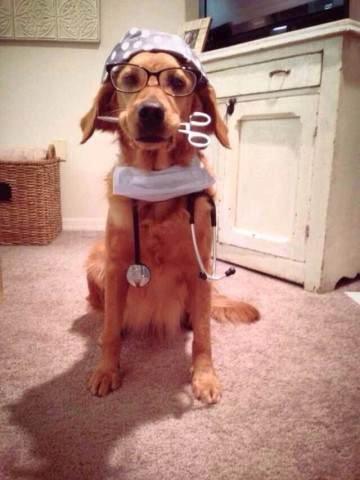 养只金毛欢乐多,真是最听话的孩子!