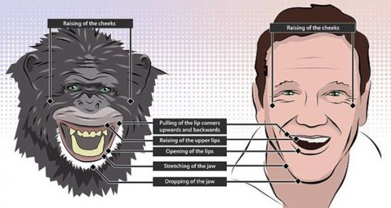 黑猩猩笑得和人一样
