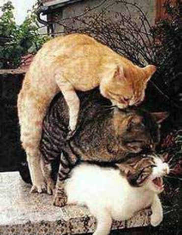 冬天的猫猫最喜欢玩什么游戏?你猜.