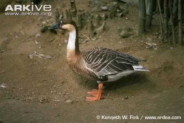 鹅鹅鹅作者是谁 b61b32ba5ea471bf6f94554f91985322_640_428.jpg