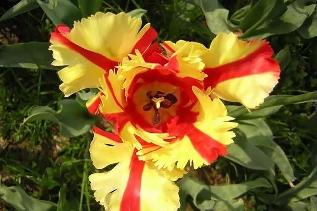 这些国花你都见过吗?一分钟带你阅尽繁花