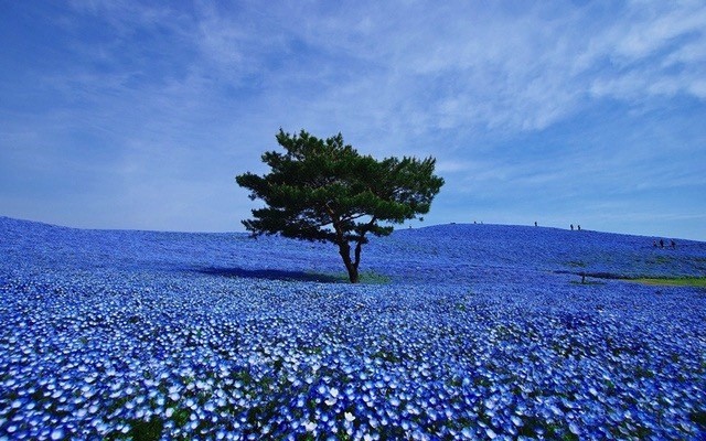 日本不只有樱花,游魅力蓝色东京 | 先生酷游