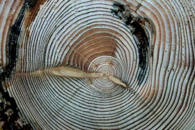 离奇的通古斯大爆炸