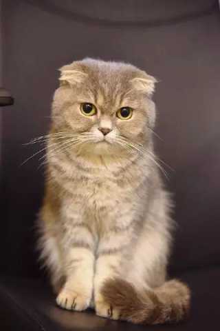 三月到啦,大家一切顺利,喵