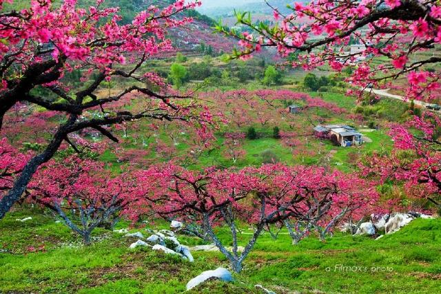 桃花仙人种桃树,又摘桃花换酒钱(2015-04\/06)