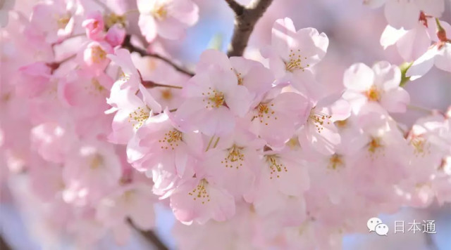 怎么样才能来桃花 cab504aeb3d961244eff1810db49af3b_640_356.jpg