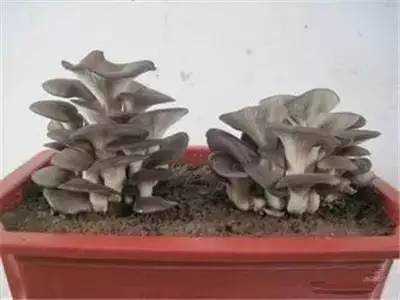 比花还美的蔬菜盆景,赶紧在家养一盆吧!