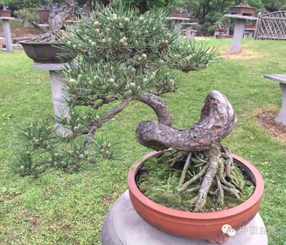 中国风景园林学会花卉盆景赏石分会第八届理事