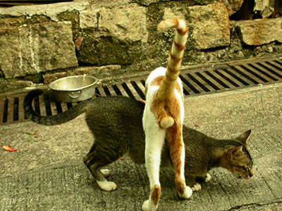 冬天的猫猫最喜欢玩什么游戏?你猜.