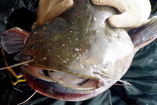 怎么养花鲢鱼不会死 d38433d7e2640afd3293187aba10ced1_520_346.jpg